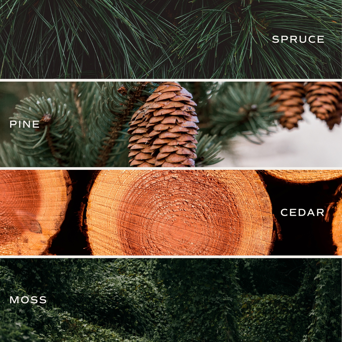 Christmas Tree 9 oz Soy Candle - Fresh Pine & Cedarwood